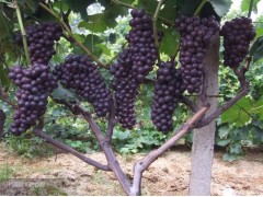 紅提葡萄