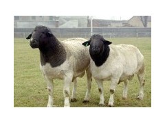 杜泊綿羊剪毛技巧