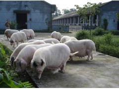 生態(tài)養(yǎng)豬示范基地