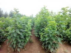 低價供應櫻桃苗