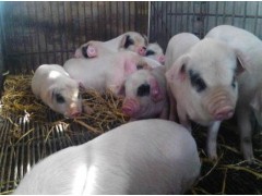 榮昌豬苗-榮昌豬|榮昌種豬|榮昌母豬