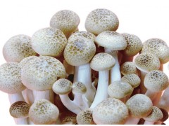 重慶富硒生態蘑菇種植