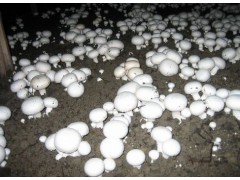 重慶富硒生態蘑菇種植基地