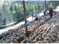 重慶科帆農業種植