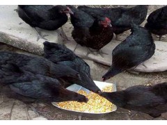 重慶富硒土雞生態養殖場