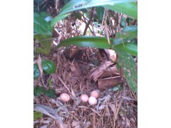 重慶江津富硒土雞生態養殖場