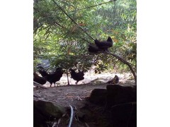 江津富硒土雞生態養殖場