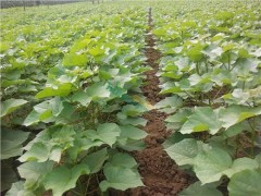 河北梓樹苗直銷 河北梓樹苗銷售 河北梓樹苗采購信息 國華供