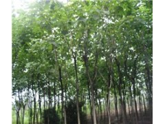 河南梓樹小苗廠家直銷  河南梓樹小苗 河南梓樹小苗批發 國華供