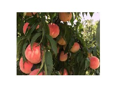 如何合理的對桃苗進行追肥