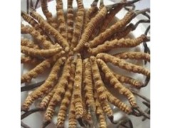 禮盒天然蟲草直銷_汕頭禮盒天然蟲草功效作用_臻傳供