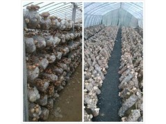 重慶江津蘑菇種植基地