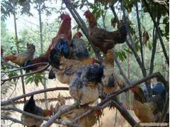 重慶生態(tài)土雞養(yǎng)殖批發(fā)供應(yīng)