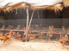 重慶土雞養(yǎng)殖基地