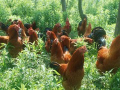 重慶散養(yǎng)土雞團(tuán)購批發(fā)