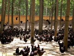 重慶土雞養(yǎng)殖供應(yīng)大量出欄