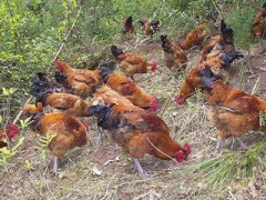 重慶土雞養(yǎng)殖大量現(xiàn)貨批發(fā)