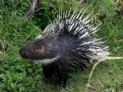 重慶生態散養豪豬大量出售，還是批發價