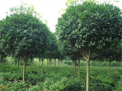 20公分大葉女貞價格丨子軒供