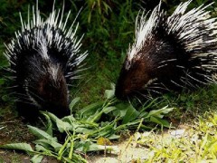 重慶豪豬養殖團購大量接單中