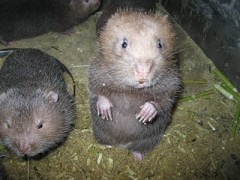 重慶竹鼠養殖基地直接發貨團購促銷中