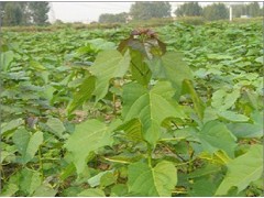 焦作楸樹小苗采購信息 焦作楸樹小苗種植基地 國華供