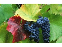 馬陸葡萄團購馬陸葡萄園電話馬陸哪個葡萄園好旭祎供