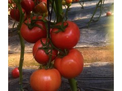 山東西紅柿如何保存