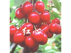 大櫻桃苗批發