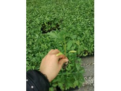 博野西紅柿苗 硬果西紅柿苗廠 13173111792