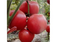 蒲縣西紅柿苗【育苗廠直銷】大粉番茄苗