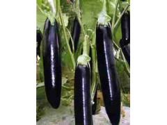 阜新代育茄子苗 高產茄子苗育苗廠