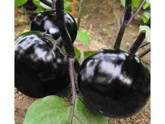 沈陽茄子苗 圓茄種苗 壽光茄子育苗廠