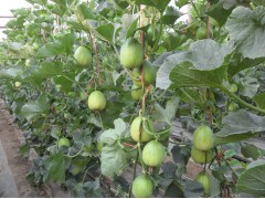 鶴壁甜瓜苗【定育代育】嫁接甜瓜種苗