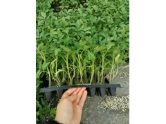濟(jì)南番茄苗 嫁接番茄苗品種廠家