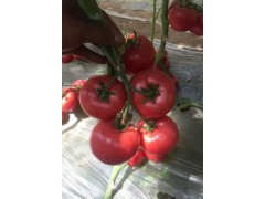 渭南西紅柿苗廠家_抗病毒西紅柿苗價(jià)格