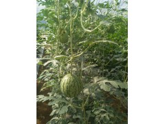 廣西西瓜苗 嫁接西瓜苗育苗廠