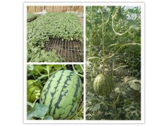 鐘祥嫁接西瓜苗 8424嫁接西瓜苗廠家