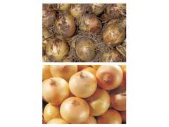 德州蘿卜清洗機 毛刷式蘿卜清洗機報價