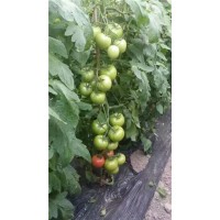 溫縣西紅柿苗廠家 育西紅柿苗基地