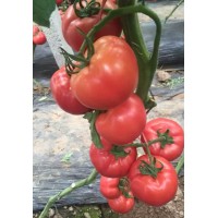 沁陽番茄種苗基地 育小番茄西紅柿苗廠