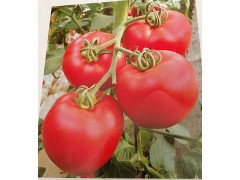 萬全西紅柿苗 硬粉西紅柿苗 番茄種苗育苗報(bào)價(jià)