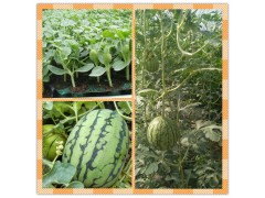 麻江批發(fā)西瓜苗 嫁接西瓜苗基地