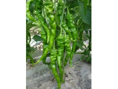 四平辣椒椒苗基地|批發(fā)露地種線椒苗