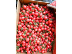 鶴崗耐熱大粉西紅柿苗 西紅柿育苗基地