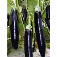 甘孜茄子蔬菜苗 批發嫁接茄子種苗