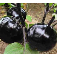 甘南茄子蔬菜苗 批發嫁接茄子種苗