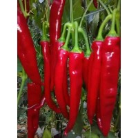 屯留蔬菜苗出售請購買西紅柿苗,小番茄種苗