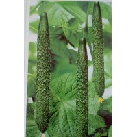 武鄉蔬菜育苗基地出售嫁接黃瓜苗&茄子種苗