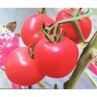 云南西紅柿苗 廠家西紅柿種苗批發